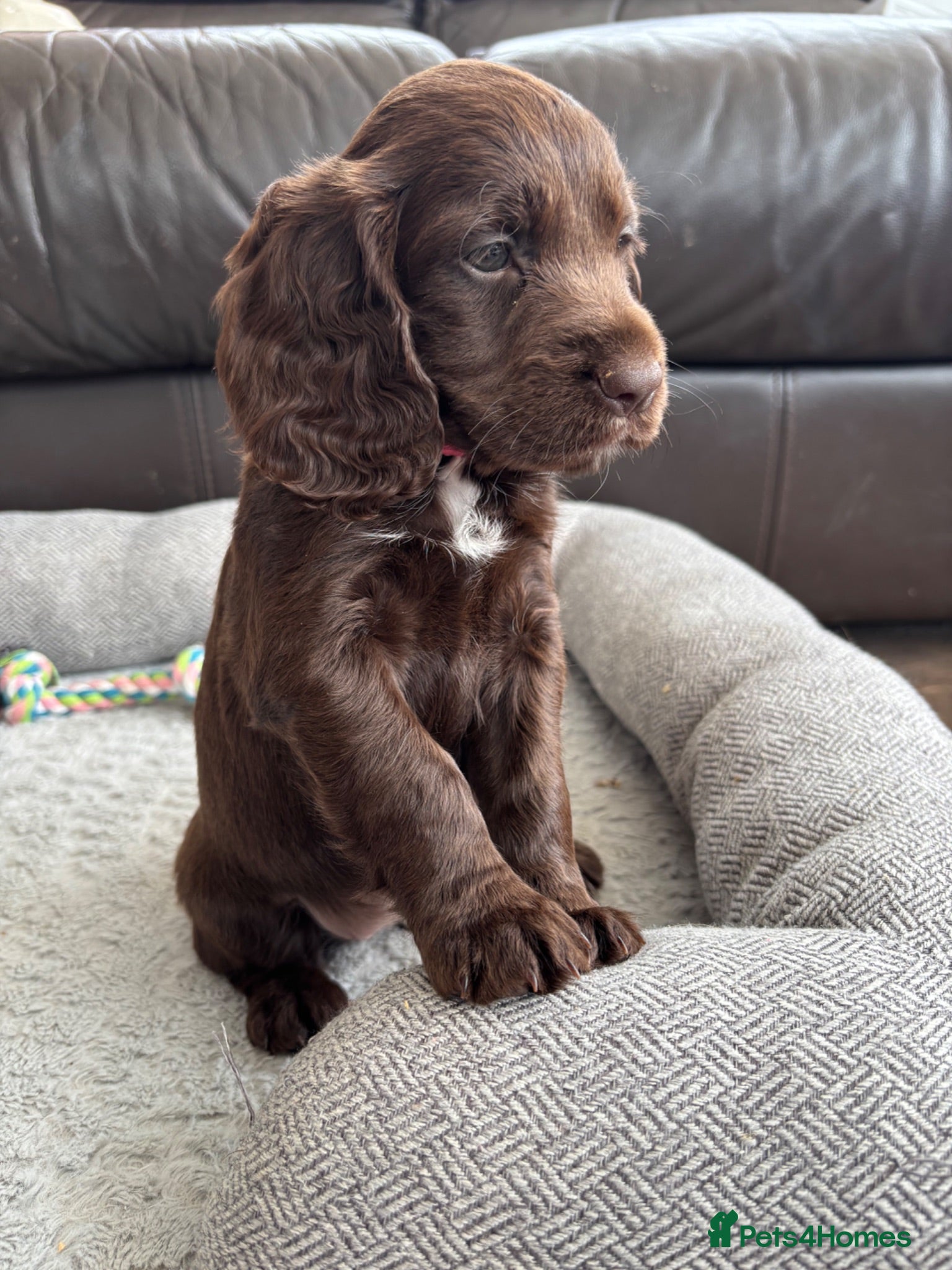 Cocker Spaniel dogs Beautiful KC Cocker Spaniels - Advert 1