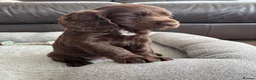 Cocker Spaniel dogs for sale: Beautiful KC Cocker Spaniels - Advert 3