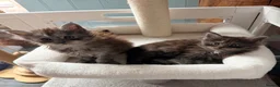 Maine Coon cats for sale: Beautiful high smoked and smoked kittens for sale  - Advert 23