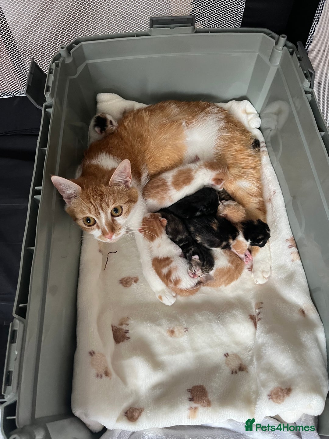 Domestic Shorthair cats for sale: Litter of 9 Beautiful Kittens - Image 8