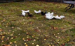 Chickens poultry for sale: Seramas  - Advert 2