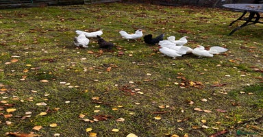 Chickens poultry Seramas  - Advert 6