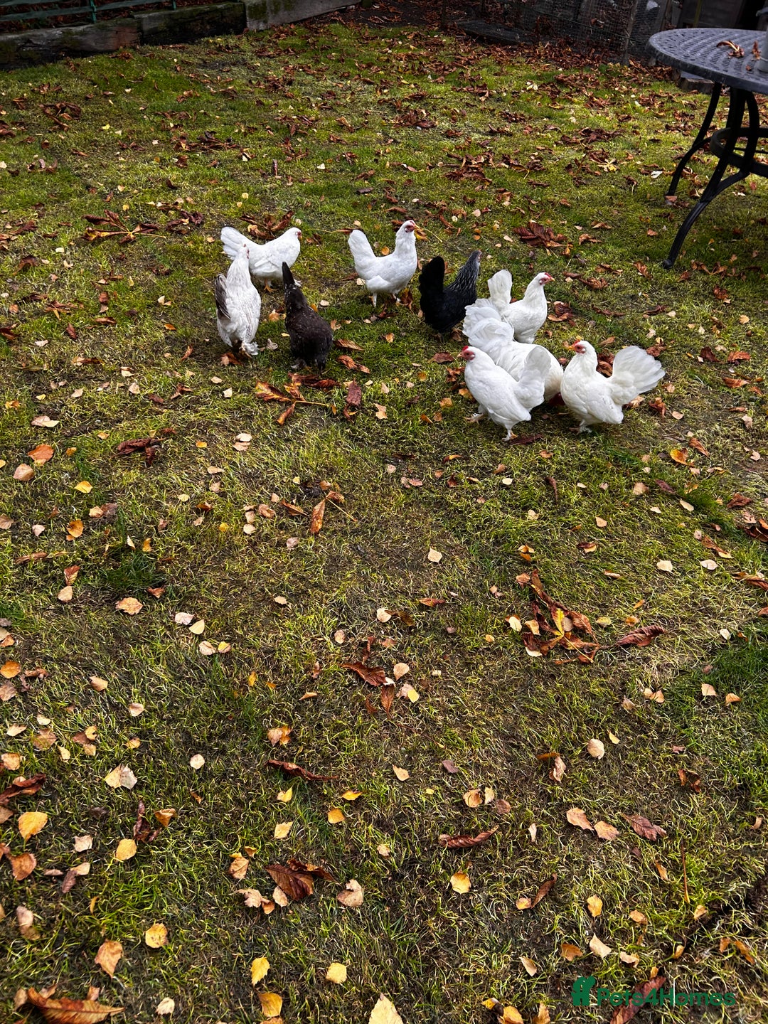 Chickens poultry for sale: Seramas  - Advert 2