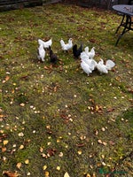 Chickens poultry Seramas - Advert 3