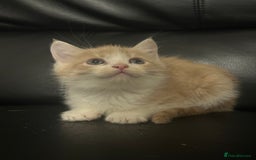 Mixed Breed cats for sale: Beautiful kittens READY NOW - Image 4