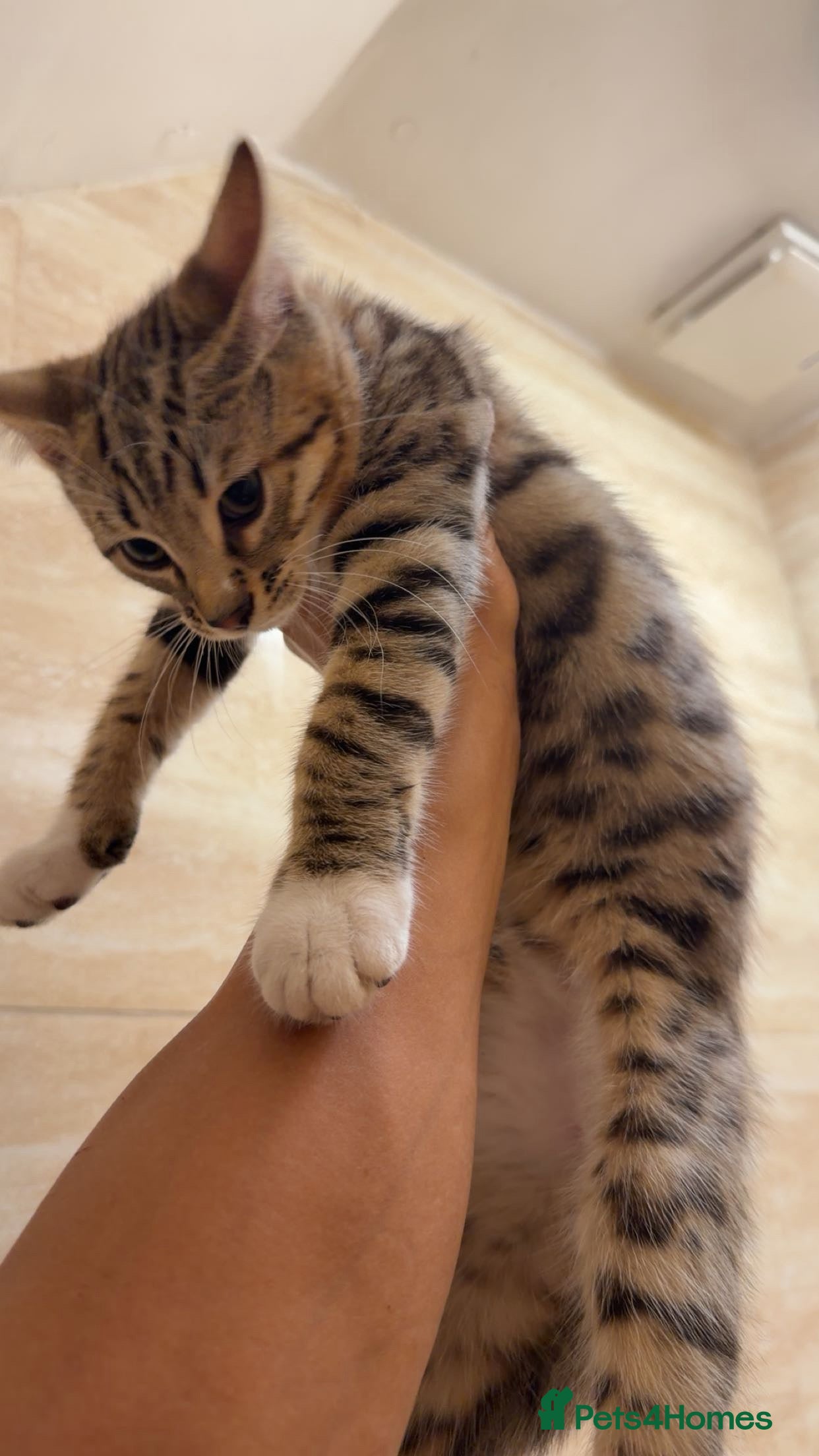Mixed Breed cats for sale: BENGAL MIX KITTENS 4 SALE SOUTH LONDON - Advert 29