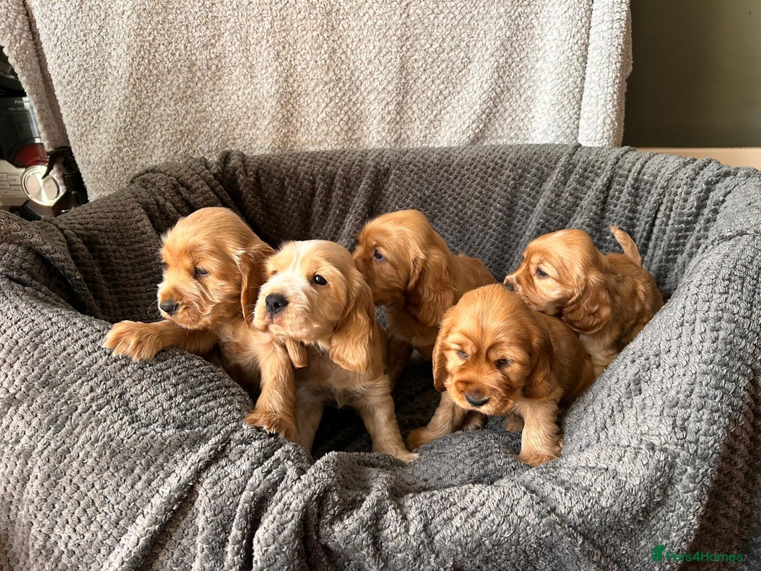 Cocker Spaniel dogs for sale: Golden English Show Cocker Spaniel puppies - Image 33