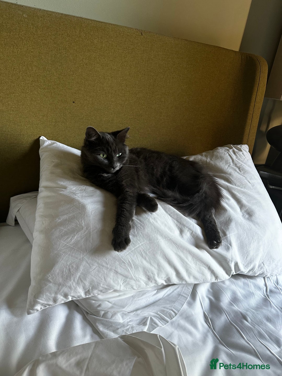 Russian Blue cats for sale: Sweet 4 Year Old Russian Blue Girl  - Image 11