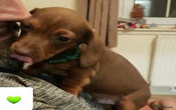 Dachshund dogs for sale: READY NOW Dachshund Puppies - Image 32