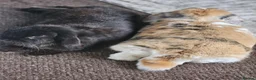 Mixed Breed rabbits for sale: Bonded pair of Rabbits in Nottingham - Advert 2