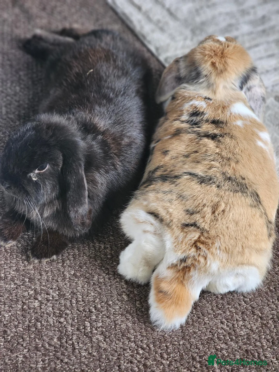 Mixed Breed rabbits for sale: Bonded pair of Rabbits in Nottingham - Advert 2