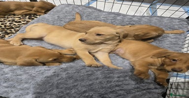 Labrador Retriever dogs - Advert 4