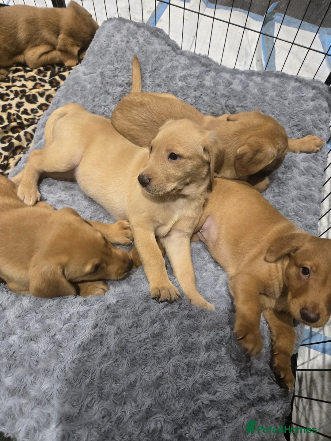 Labrador Retriever dogs for sale: ✨ Golden Retriever Puppies – Ready 4 Sept ✨ - Image 3