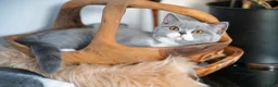 British Shorthair cats for sale: GCCF and TICA Registered -Show Quality BSH. - Advert 17