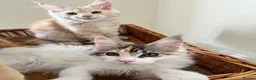 Maine Coon cats for sale: GCCF pedigree female Maine Coon kittens  - Advert 3