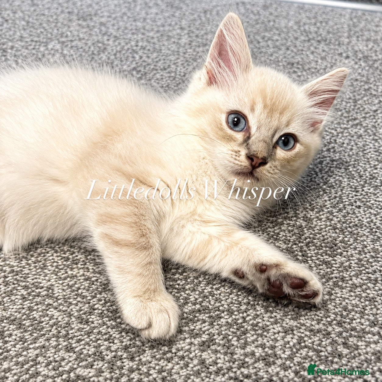 Ragdoll cats for sale: Ready to leave- 2 pedigree Ragdoll Boys - Advert 7