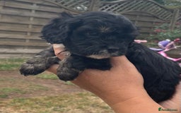 Cavapoo dogs for sale: Stunning Cavapoo puppies  - Image 8