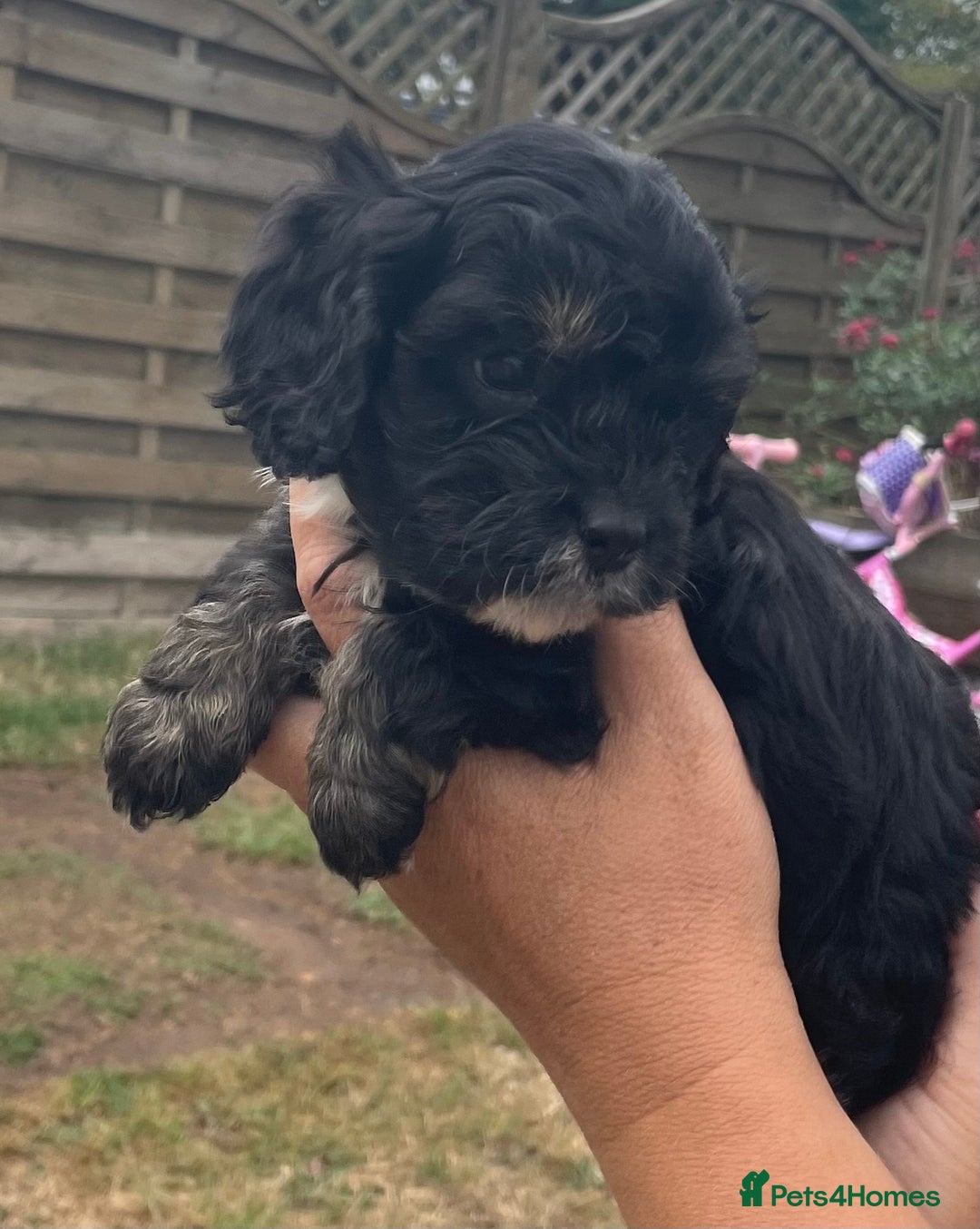 Cavapoo dogs for sale: Stunning Cavapoo puppies  - Image 8