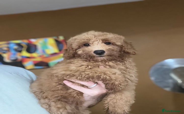 Shihpoo dogs - Advert 2