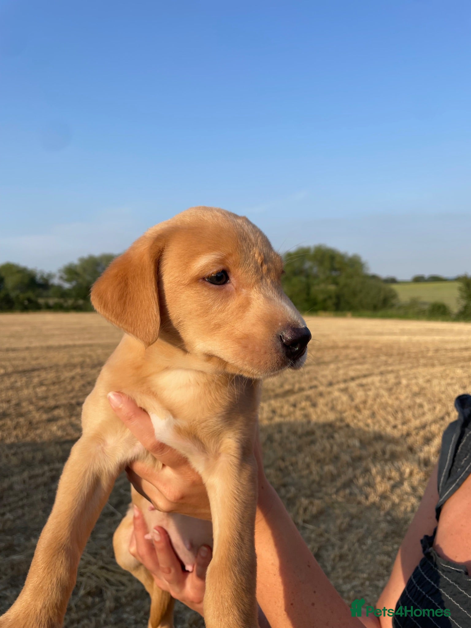 Labrador Retriever dogs Adorable Fox Labrador Puppies 1 x boy & 2 x girls  - Advert 17