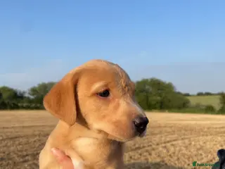 Labrador Retriever dogs Adorable Fox Labrador Puppies 1 x boy & 2 x girls - Advert 18