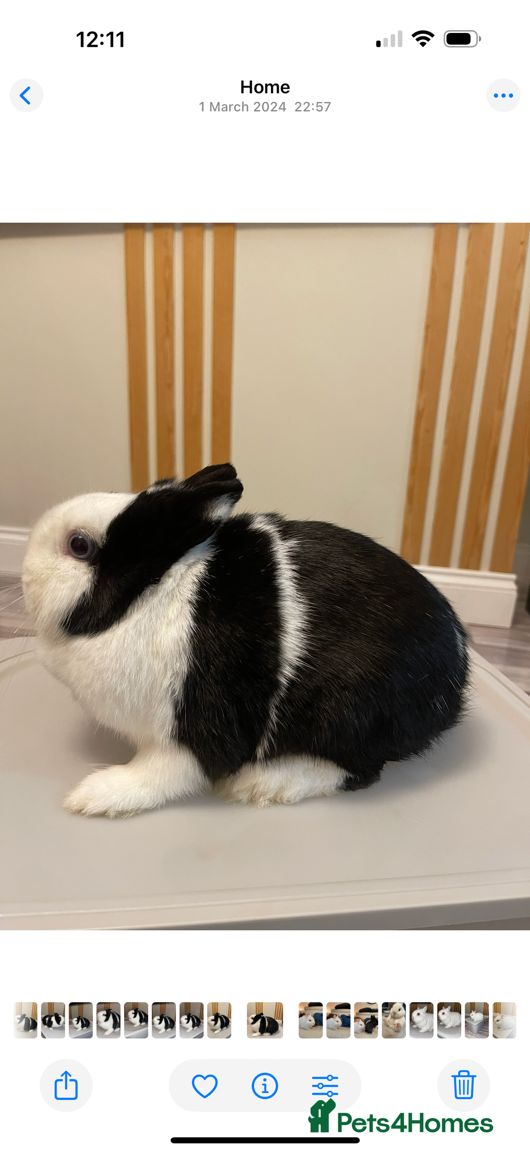 Netherland Dwarf rabbits for sale: •AVAILABLE• Pedigree Netherland Dwarf Bunny in Rushden - Image 18