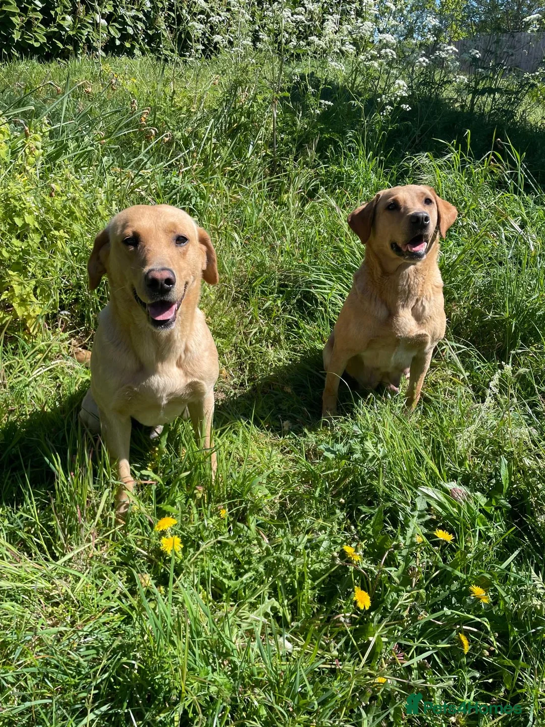 Labrador Retriever dogs for sale: Health Tested Parents KC Reg Lab Pups  - Advert 8