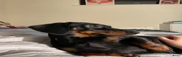Miniature Dachshund dogs for sale: 4 Miniature Dashund Boys READY NOW in Blackburn - Advert 23