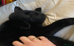 British Shorthair cats for sale: Kuro - Black British Shorthair - Advert 4