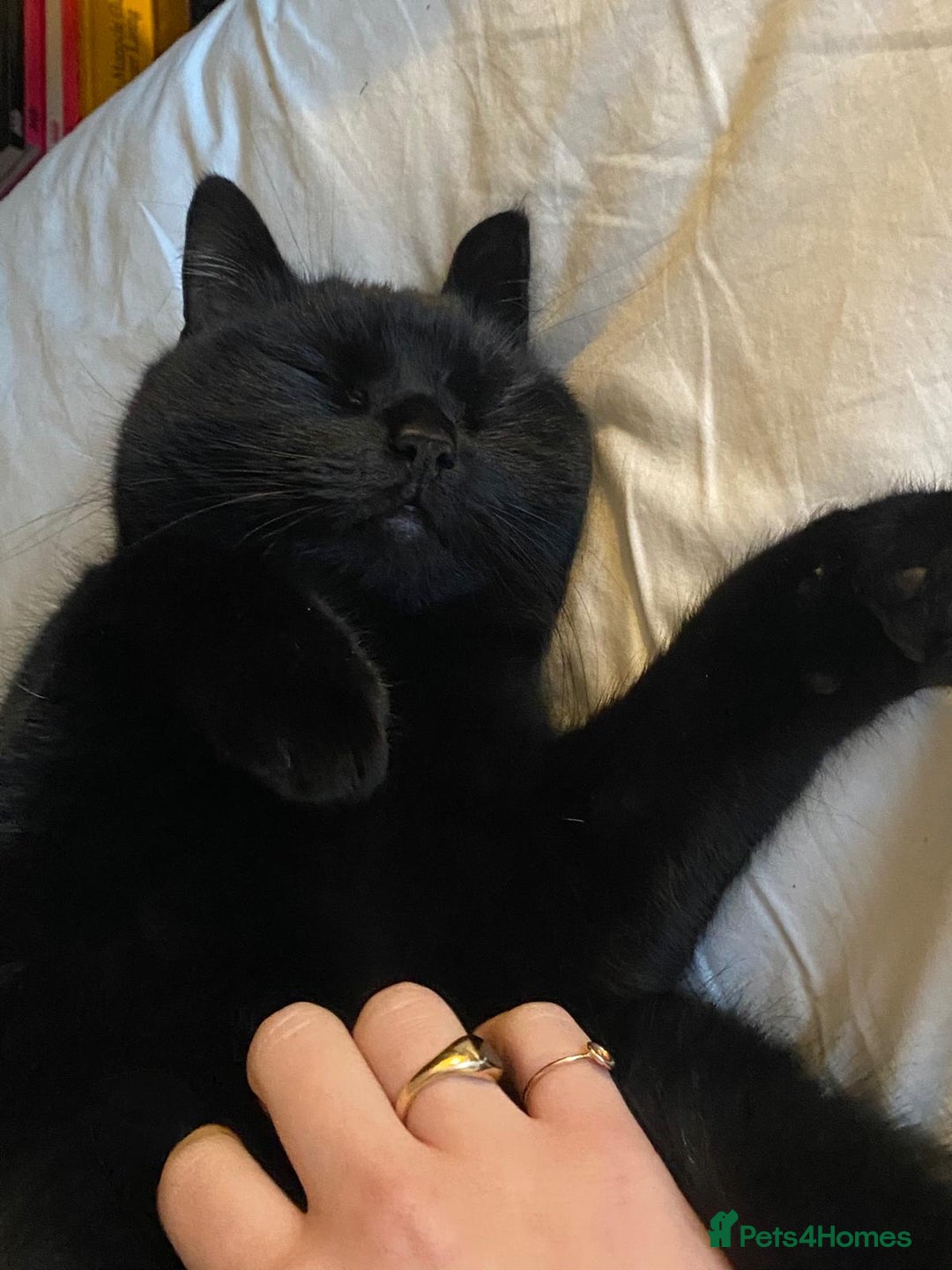 British Shorthair cats for sale: Kuro - Black British Shorthair - Advert 4