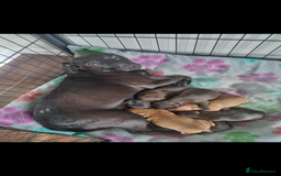 Patterjack dogs for sale: 6 Beautiful Paterjack puppies available  - Image 4