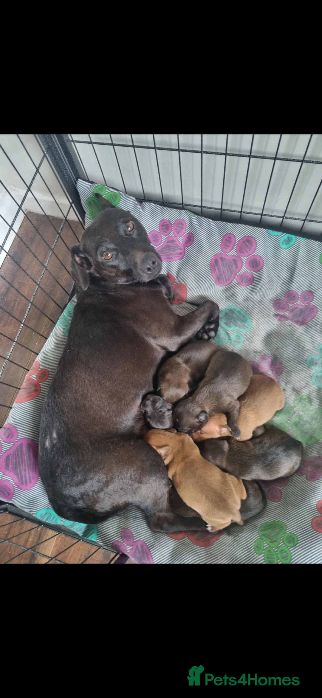 Patterjack dogs for sale: 6 Beautiful Paterjack puppies available  - Image 4
