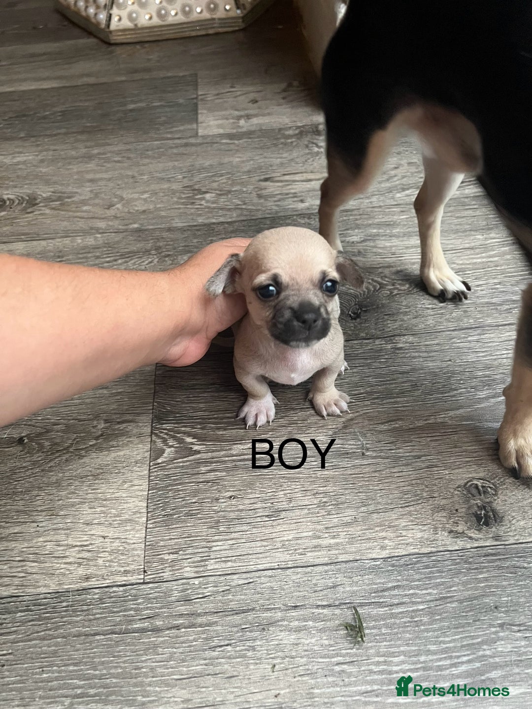 Chihuahua dogs for sale: Beautiful short hair chihuahua  - Advert 1