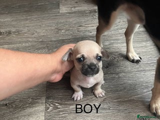 Chihuahua dogs for sale: Beautiful short hair chihuahua - Advert 1