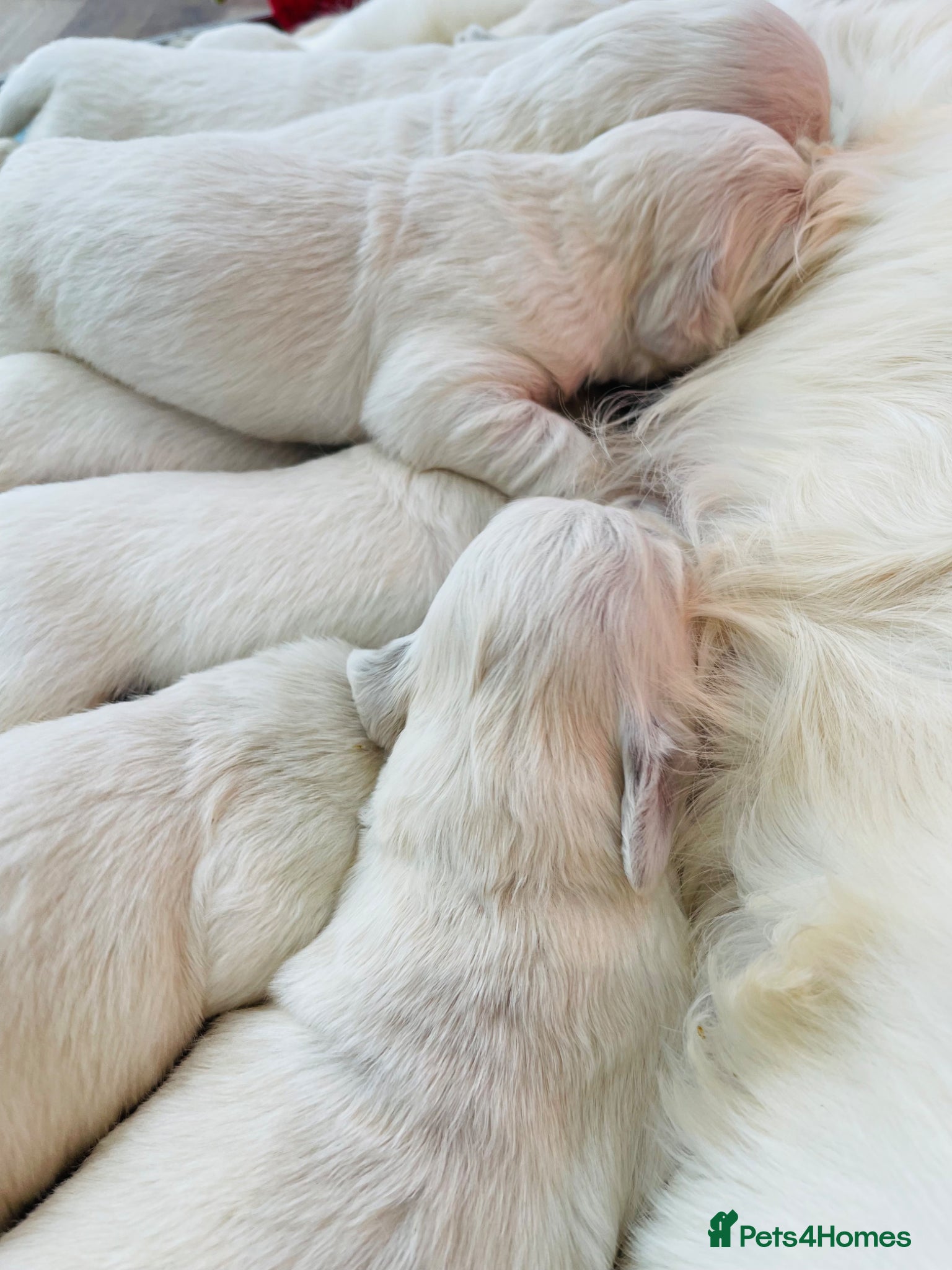 Golden Retriever dogs ⭐️Cream KC Golden Retriever Boy Puppies⭐️ - Advert 2