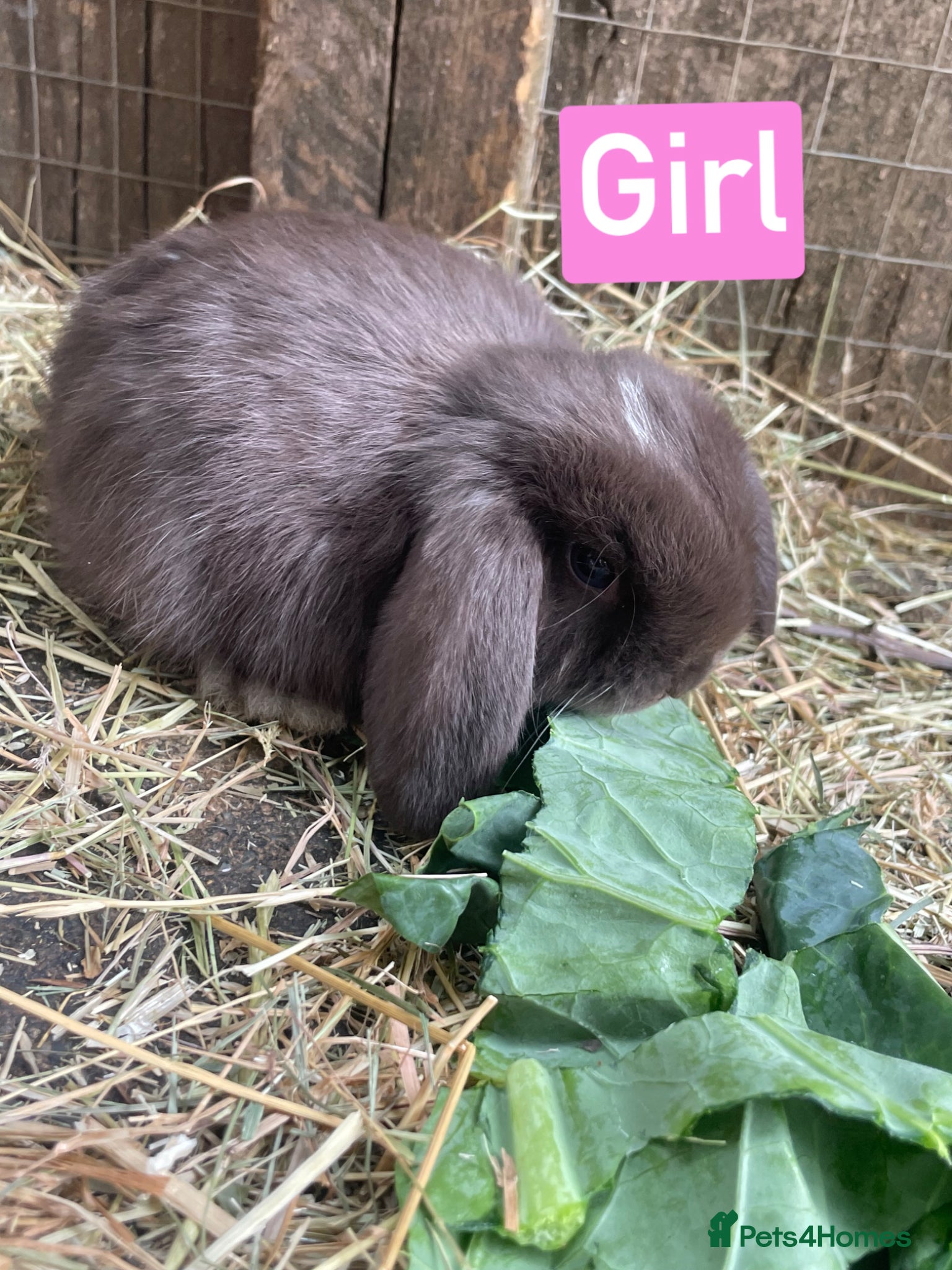 Mini Lop rabbits for sale: Beautiful mini lop babies - Advert 5