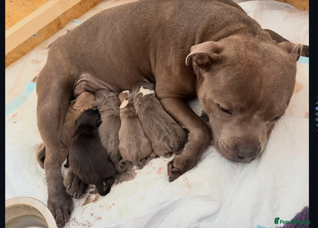 Staffordshire Bull Terrier dogs for sale: %Solid Pure Staffy Puppies Available  in Birmingham - Advert 1