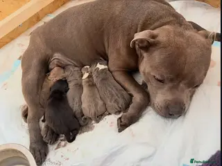 Staffordshire Bull Terrier dogs %Solid Pure Staffy Puppies Available in Birmingham - Advert 8