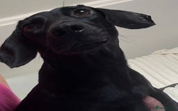 Miniature Dachshund dogs for sale: Stunning miniature dachshunds - Image 10