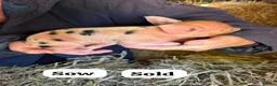 Pig livestock for sale: 🩷Do you have room in your heart for a mini pig🩷 - Advert 7