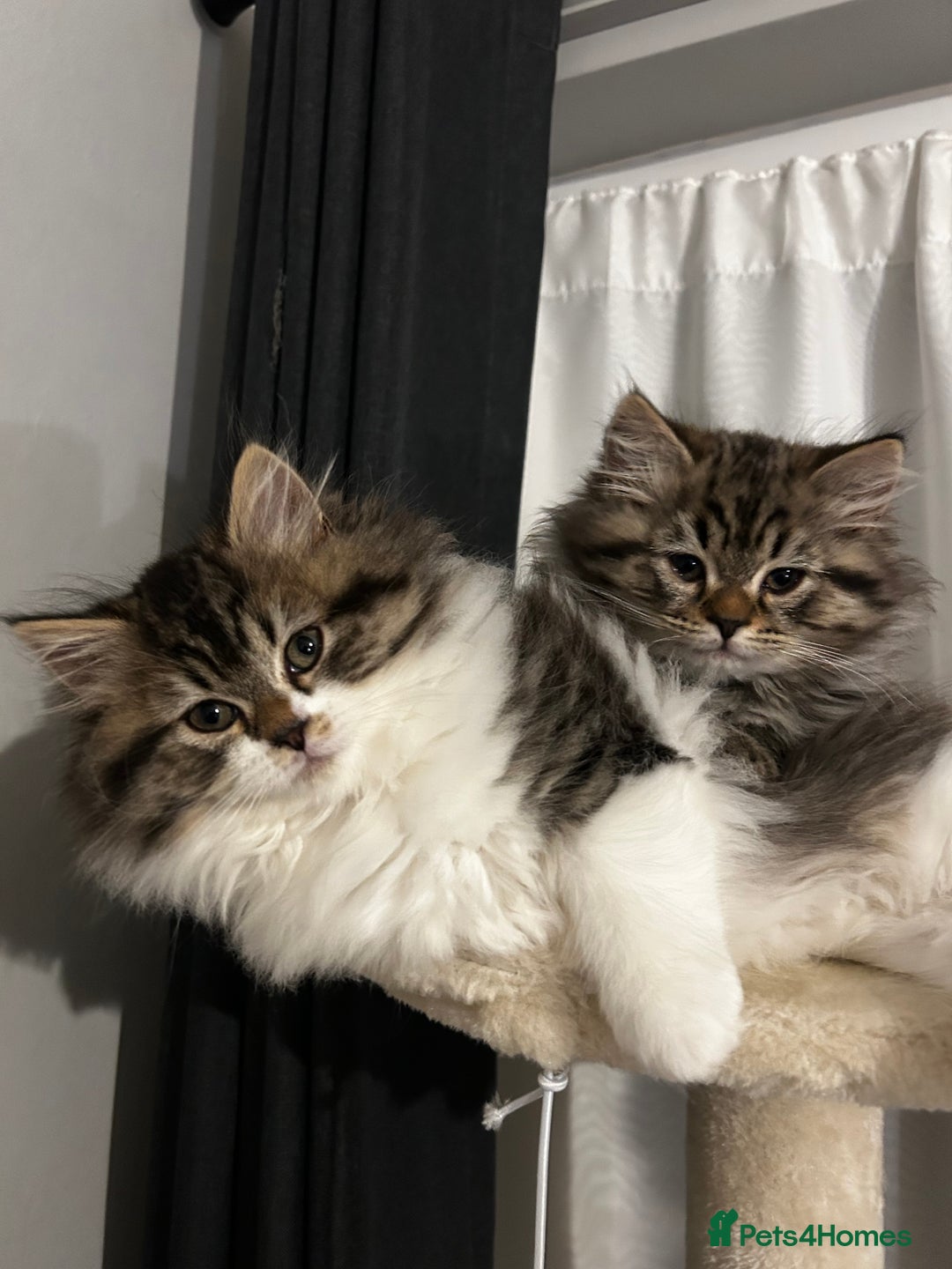 Persian cats for sale: Persian Kittens Looking for Loving Homes - Advert 6