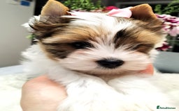 Yorkshire Terrier dogs for sale: Very Beautiful puppies, pure yorkshire terriers  - Advert 23