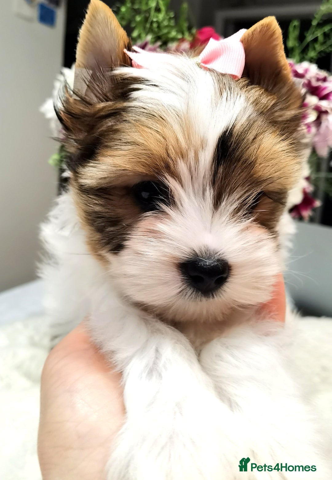 Yorkshire Terrier dogs for sale: Very Beautiful puppies, pure yorkshire terriers  - Advert 23