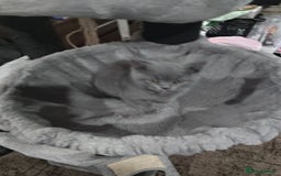 British Shorthair cats for sale: Last Female Gorgeous British Shorthair Kitten - Image 7
