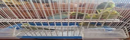Budgerigars birds for sale: Baby budgies 2026 - Advert 3