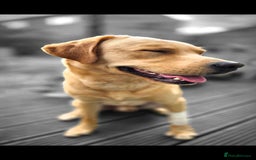 Labrador Retriever dogs for sale: Bailey Golden Labrador - Image 3