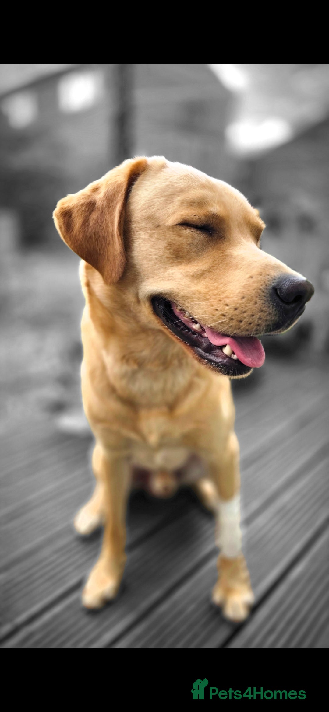 Labrador Retriever dogs for sale: Bailey Golden Labrador - Image 3