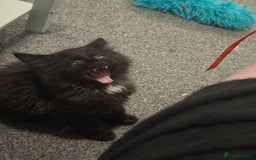 British Longhair cats for sale: Male kitten British long hair x mainecoone - Image 12