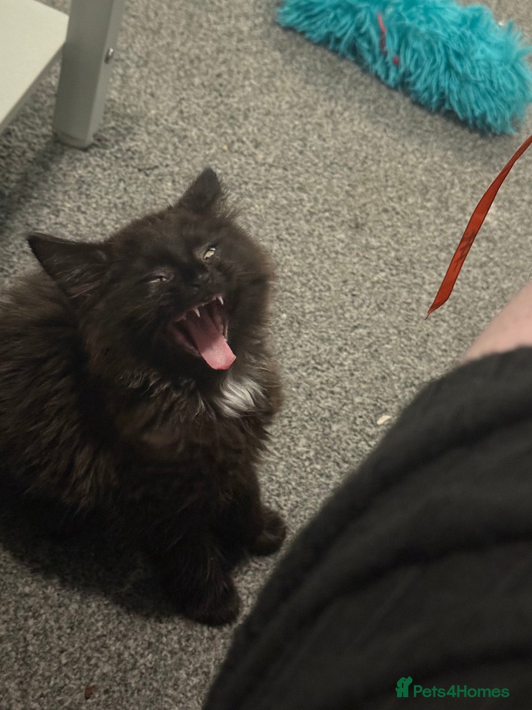 British Longhair cats for sale: Male kitten British long hair x mainecoone - Image 12