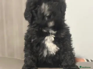 Bernedoodle dogs F1 STANDARD 1300 BERNADOODLE LAST BOY AVAILABLE - Advert 1